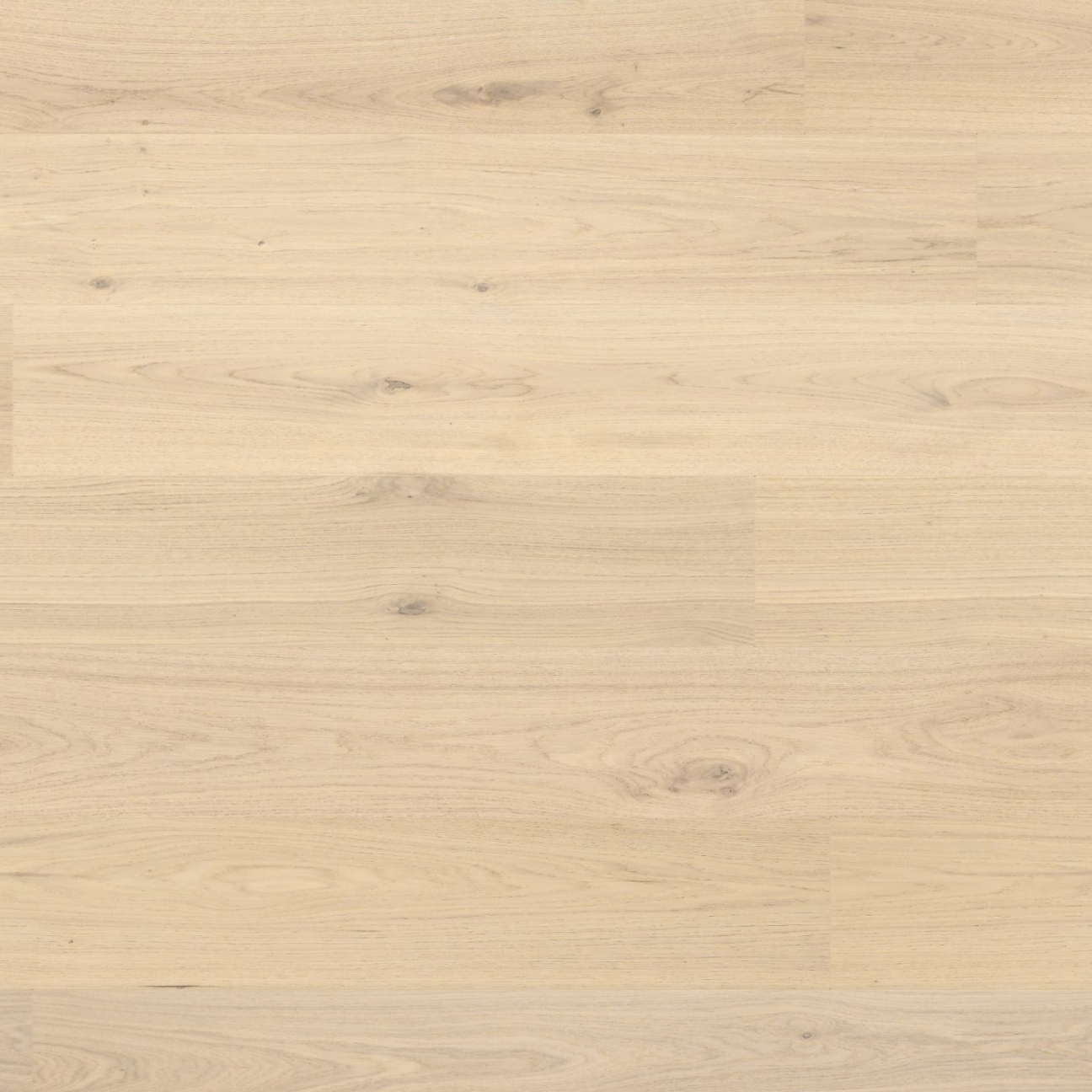 Cashew 240mm European Oak