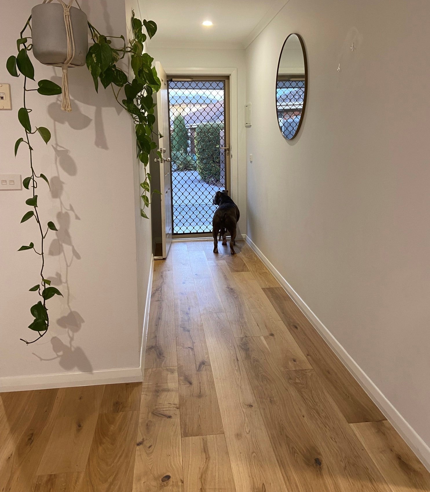 Buttermilk 14mm European Oak Flooring