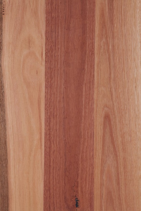 Sydney Blue Gum