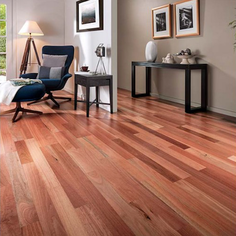 Sydney Blue Gum